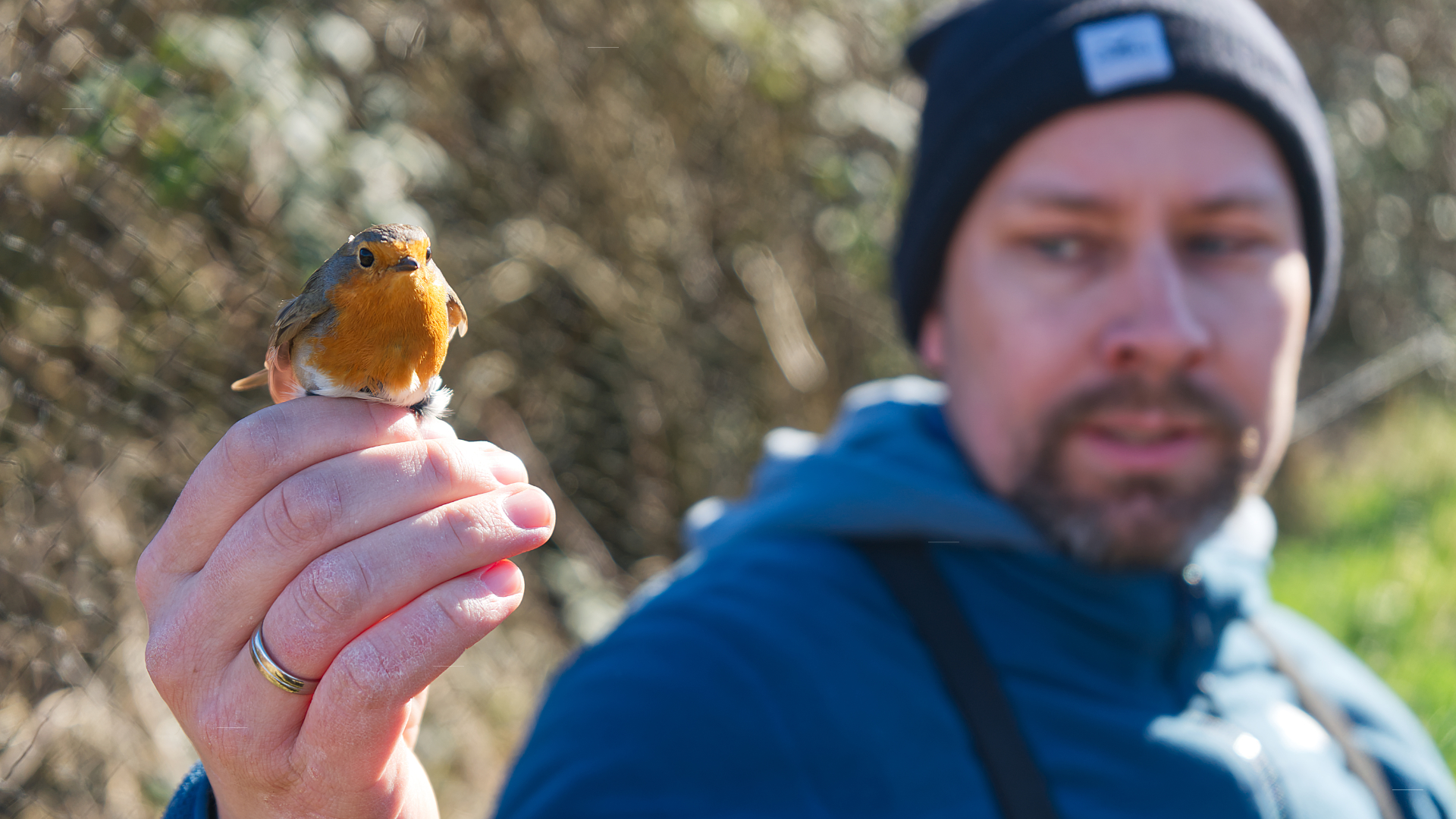 Ein Detailbild von einem Vogel in einer Hand, der beringt wird.