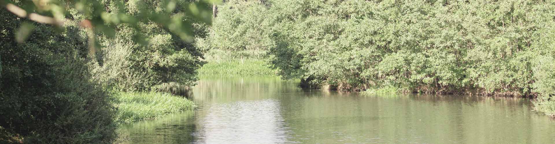 Teich im Wald
